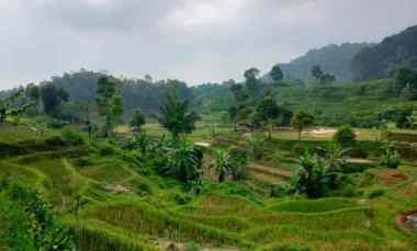 Jual Murah Tanah Sawah Dataran Tinggi Lereng Pegunungan Burangrang