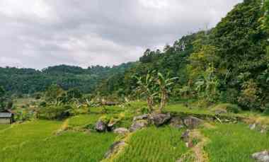 Tanah Kebun Udara Dingin 1001 Mdpl di Kawasan Villa Bojong Purwakarta