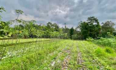 Jual Murah Tanah Kebun dan Ladang Luas 1697 di Bojong Purwakarta