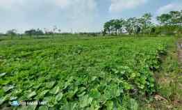 Dijual BU Murah Tanah Sawah dekat Bandara Harga Dibawah Gopek Permeter