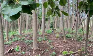 Tanah Strategis Pinggir Jalan Lokasi di Bringin Ngaliyan Semarang