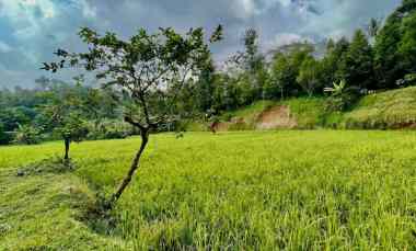 Jual Murah Tanah Sawah dan Kolam Ikan di Bojong Purwakarta