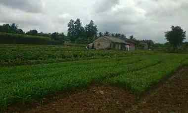 Tanah Dijual di cimanggu 2 cibungbulan