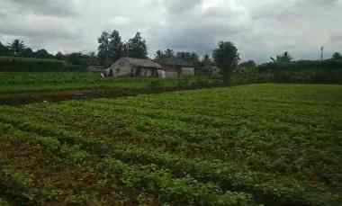 Jual Tanah Pertanian Aktif Harga 400rb/meter di Cimanggu 2 Bogor