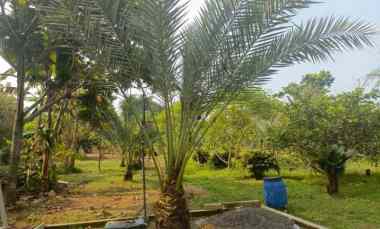 Dijual Kebun Buah-buahan di Ciracas Kiarapedes Purwakarta