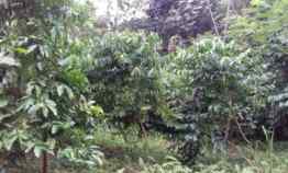dijual tanah dan kebun kopi robusta batukaras