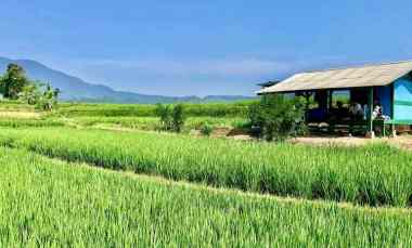 Tanah Sawah Produktif Ada Aliran Irigasi di Darangdan Purwakarta