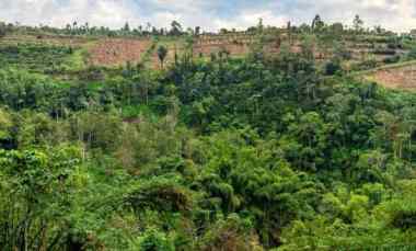 dijual tanah desa antapan kec baturiti