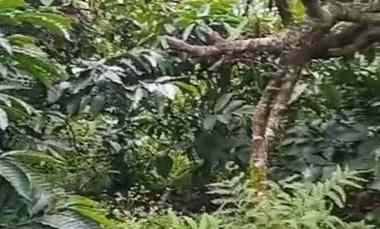 Dijual Tanah Kebun Kopi 2 Hektar Desa Bongancina Buleleng Bali
