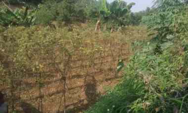 170 Tumbak Kebun 2 Trap Pinggir Sungai DiBawah Jalan, Cibodas Tengah