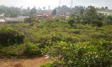 2400 m2 Kebun Teh dekat Wisata Situ Lembang Dano, Kaki Gunung