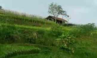 2 Ha Tanah Sawah Produktif dekat Danau Cirata Cipeundeuy, BandungBarat