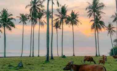 Dijual Tanah Los Pantai dengan View Sunset di Tabanan Bali