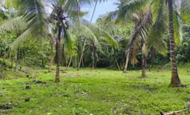 dijual tanah desa lalanglingah kec