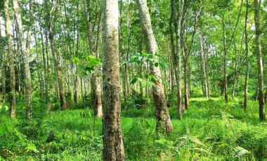 Termurah Tanah Kebun Karet 1,5 Lokasi Strategis di Sumatera Selatan