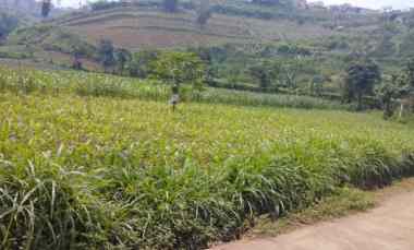 300 Tumbak Tanah Kebun View Perbukitan, Pakuhaji, Ngamprah, Bandung