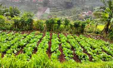 142 Tumbak Kebun View Bagus untuk Villa, Pasirhalang Cisarua, Bandung