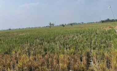 Dijual Murah Sawah Pinggir Jalan di Sukatani Kabupaten Bekasi