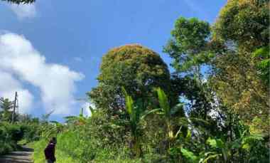 Jual Tanah Kebun Cengkeh Kopi Luas 1.9 Hektar Sukasada Buleleng Bali