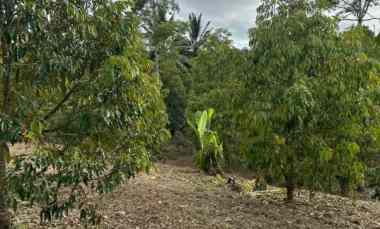 Jual Tanah Kebun Full Durian 1.63 Hektar 16300 m2 Buleleng Bali