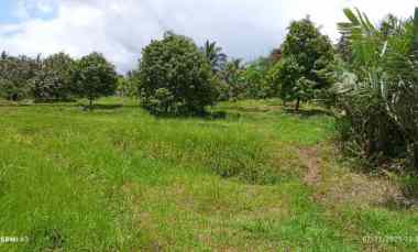 Dijual Tanah Kebun Durian Produktif Murah Tempat Strategis