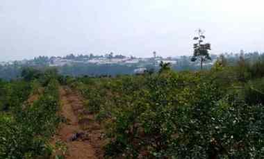 11.990 m2 Kebun Jeruk Lemon, Perbukitan Tugumukti, Cisarua, Bandung