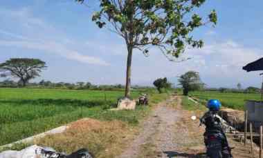 Dijual Sawah Pengairan Sangat Bagus di Turus, Polanharjo Klaten