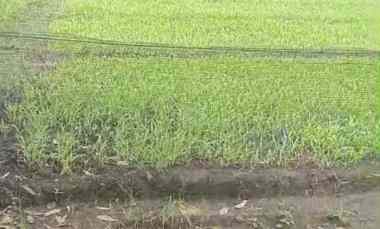 dijual tanah di desa siumbatu kec bahodopi morowali