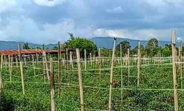 Dijual Tanah di Dolat Rayat Berastagi Area Pemukiman O8I3-II6I-I4I