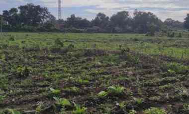 Tanah Dijual di Situbondo