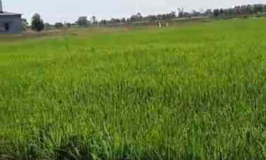 dijual tanah dijual tanah di desa