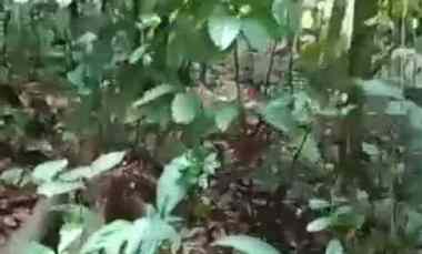 Dijual Tanah di Kp.Kadu Laban,Desa Banjar Sari,Kec Warunggunung