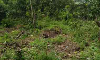 Dijual Tanah di untuk Rejo, Kedung Jeruk,Kec Mojogedang,Karanganyar