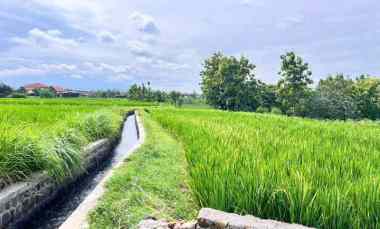 Dijual Tanah Sawah di Desa Wonokerso,Kec Kedawung,Kab Sragen