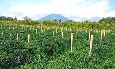 Jual Tanah SHM 5.834m di Dolat Rayat Berastagi O8IZ643O4I89