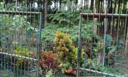 Tanah Luas Bonus Rumah View Cantik Startegis Dramaga Bogor