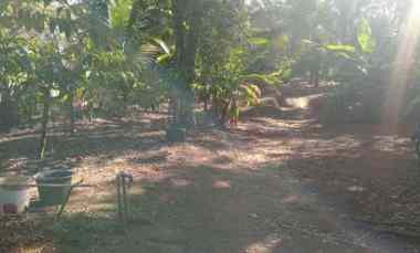 Dijual Tanah Kebun Produktif Los Sungai Murah Tempat Strategis