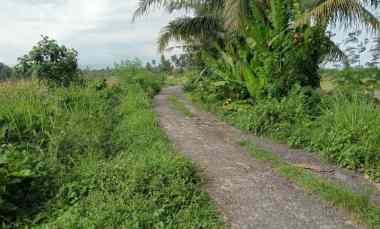 Dijual Tanah Sawah Murah Los Sungai di Selemadeg Timur Tabanan Bali