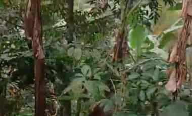 Dijual Tanah Kebun Kopi Produktif Murah di Selemadeg Barat Tabanan