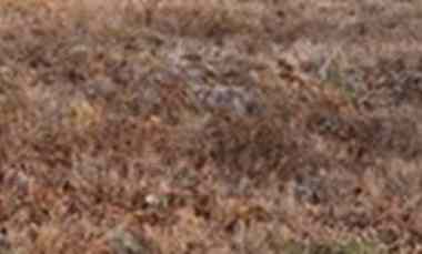 dijual tanah embong gayam