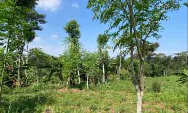 Tanah Kebun Durian Subur dekat Jalan Raya Utama Purwodadi Pasuruan