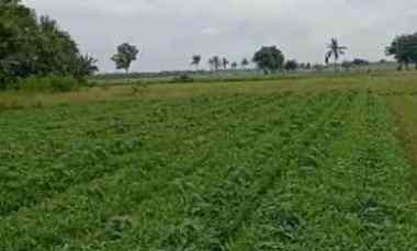 Dijual Tanah Darat di Desa Harapan Jaya Kp. Poncol Muara Gembong