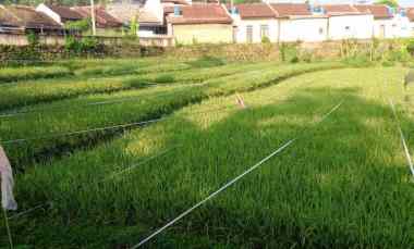 Tanah Jagabaya Jawa Barat Bagus untuk Perumahan untuk Cafe