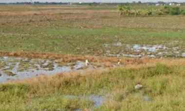Tanah Perumahan Strategis PInggir Jalan Nasional dekat Kota Indramayu