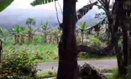 5832 m2 Tanah 63 Pohon Cengkeh dekat Desa Wisata Kampung Tajur