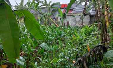 dijual tanah jalan nangka 2