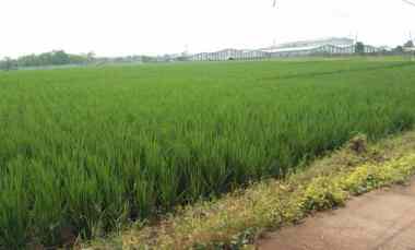 Tanah Strategis untuk Industri dan Gudang Pinggir Jalan Raya Padaasih