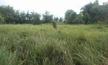 Tanah untuk Ruang Usaha dan Gudang Pinggir Jalan Syeh Quro