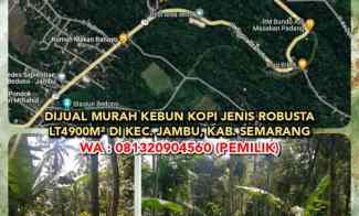 Dijual Murah Kebun Kopi Jenis Robusta Lt4900m di Kec. Jambu, Semarang