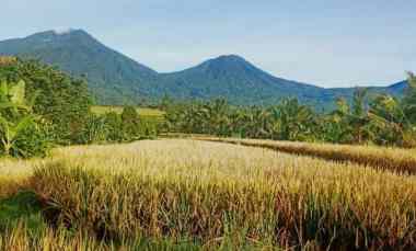 Dijual Tanah View Sawah dan Gunung dekat Jatiluwih Rice Terrace Penebal